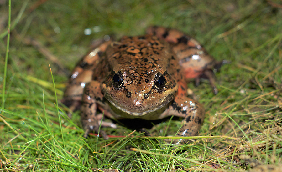 Frog on grass. Photo courtesy of Westervelt Ecological Services